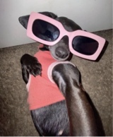 Guest_DollyMissPiggy