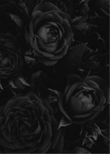 Guest_ros659508