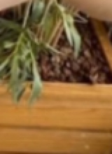 Guest_saola3