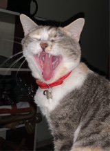 avatarbild