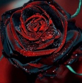 Guest_Rose23456