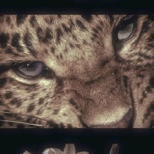 Guest_caty661177