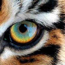 صورة الـavatar