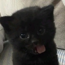 Guest_meowvanilla