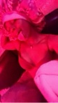 Guest_lilgeekedbihnn