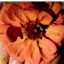 Guest_Mirela221943