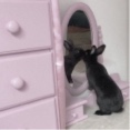 Hiddenbunni