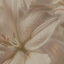 Guest_Ariadne34