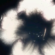 Guest_M4ysK1tty