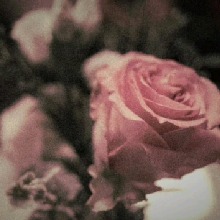 Guest_Milis156