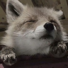 Guest_VixNyx