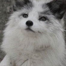 Guest_VixNyx