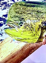 Guest_coochinator