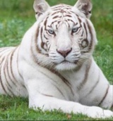 Guest_snowy444902