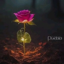 Guest_MadEEly
