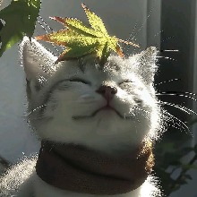 foto del avatar