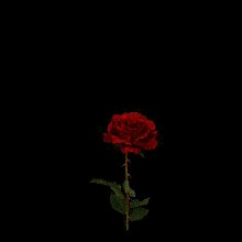 Guest_Castro2