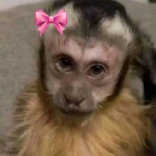 Guest_Monkieprincess666