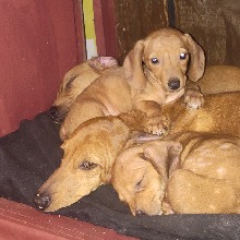 Guest_sandybrownparisgce66