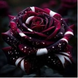 Guest_mya73481