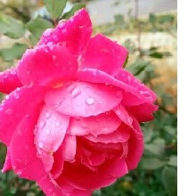 Guest_demirose723