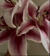 Guest_jade0120