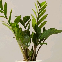 Guest_Greensynthesis