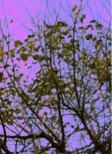 Guest_saralera001