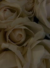 Guest_Enise2