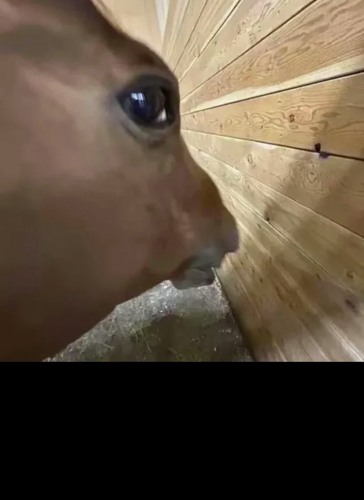 Guest_blu3r0z3