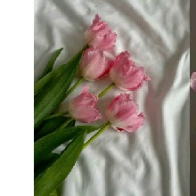 Guest_Neny38