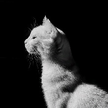 avatar-billede
