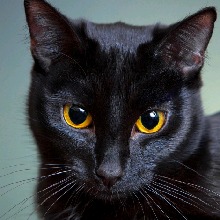 Portrait de l'avatar