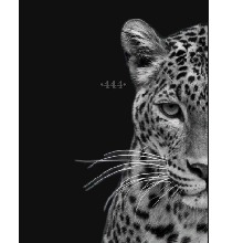 Guest_curlylanguidlavedb87