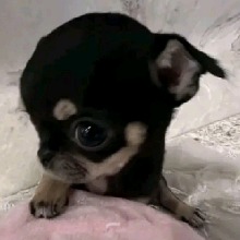 Guest_Lele668535