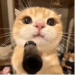 Guest_virgocornflowerb414d