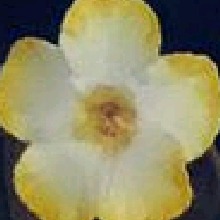 Guest_Camilaa470702