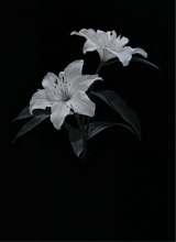 Guest_Zianextdoorr