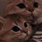 Guest_XfKjs7yj