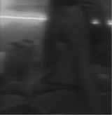 Guest_Sofiavargas3