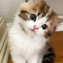 Guest_Kitty996856