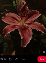 Guest_DivaJ1