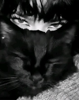 Guest_BlackCat08