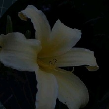 Guest_T554292