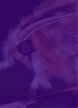 Guest_QuiveringMoth