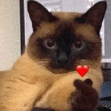 Guest_Tonixx