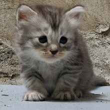immagine avatar