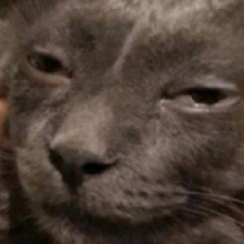 Guest_Meowijuana