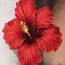 Guest_Ana583461