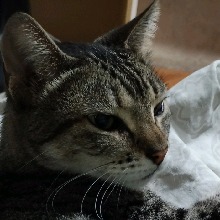 Foto de Avatar